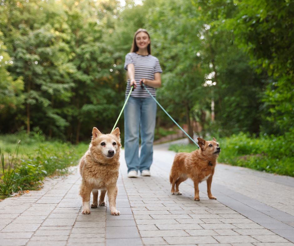 Quadrupeds on Campus: A Human–Animal Interactions Lab