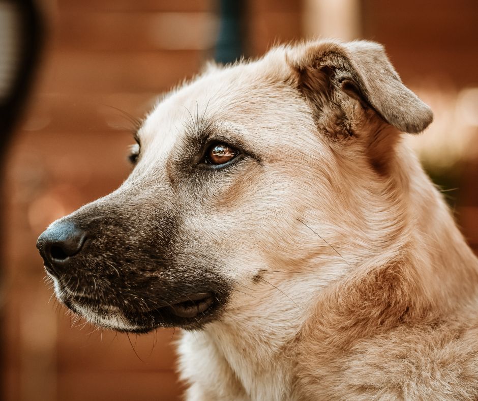Engaged for Animals: Co-creating a Digital Tool Supporting Animal Welfare Initiatives